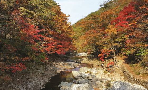 아름다운 숲과 맑은 계곡을 품고 있는 유명산자연휴양림