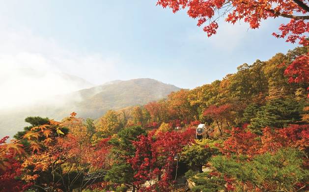 숲의 식생을 최대한 보존하고 있는 화담숲